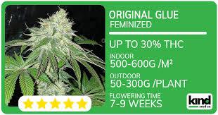 The Complete Guide to Purchasing Weed Seeds in Nova Scotia The Complete Guide to Purchasing Weed Seeds in Nova Scotia