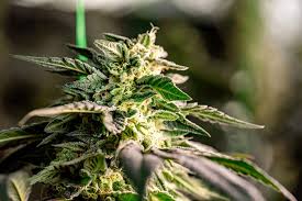 The Complete Guide to Purchasing Weed Seeds in Nova Scotia The Complete Guide to Purchasing Weed Seeds in Nova Scotia